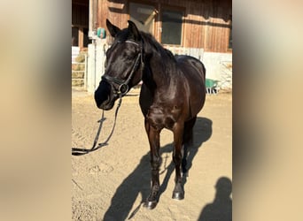 Austriaco, Castrone, 4 Anni, 158 cm, Morello