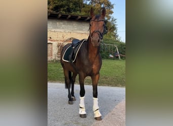 Austriaco, Castrone, 4 Anni, 165 cm, Baio scuro