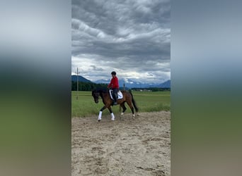 Austriaco, Castrone, 4 Anni, 166 cm, Baio