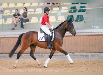 Austriaco, Castrone, 4 Anni, 166 cm, Baio