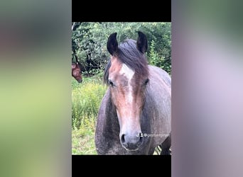 Austriaco, Castrone, 4 Anni, 166 cm, Grigio