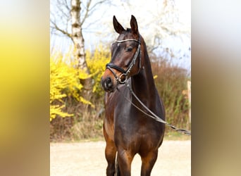 Austriaco, Castrone, 4 Anni, 167 cm, Baio scuro