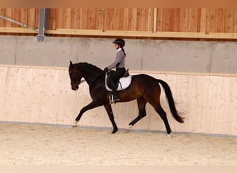 Austriaco, Castrone, 4 Anni, 167 cm, Baio scuro