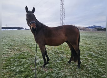 Austriaco, Castrone, 4 Anni, 168 cm