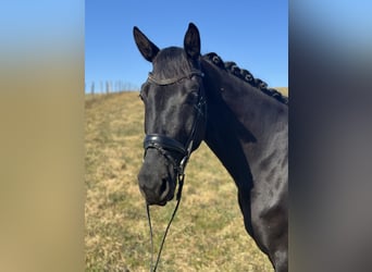 Austriaco, Castrone, 4 Anni, 169 cm, Morello