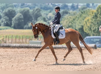 Austriaco, Castrone, 4 Anni, 169 cm, Sauro