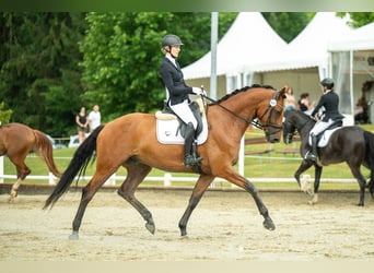 Austriaco, Castrone, 4 Anni, 171 cm, Baio