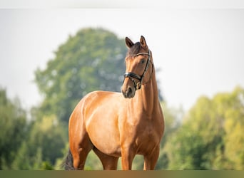 Austriaco, Castrone, 4 Anni, 171 cm, Baio