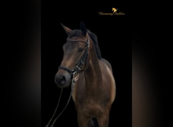 Austriaco, Castrone, 5 Anni, 165 cm, Baio scuro