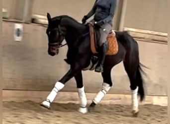 Austriaco, Castrone, 5 Anni, 168 cm, Baio scuro