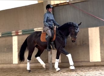 Austriaco, Castrone, 5 Anni, 168 cm