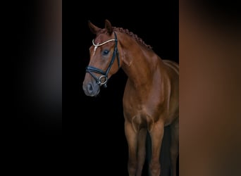 Austriaco, Castrone, 5 Anni, 168 cm, Sauro