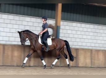 Austriaco, Castrone, 5 Anni, 170 cm, Baio scuro