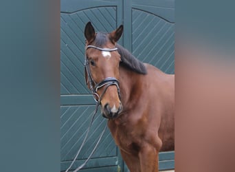 Austriaco, Castrone, 5 Anni, 170 cm, Baio scuro