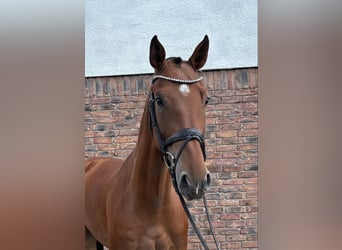 Austriaco, Castrone, 5 Anni, 172 cm, Baio