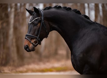 Austriaco, Castrone, 5 Anni, 175 cm, Baio nero