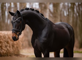 Austriaco, Castrone, 5 Anni, 175 cm, Baio nero