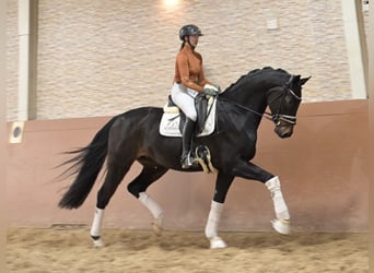 Austriaco, Castrone, 5 Anni, 175 cm, Baio nero