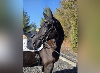 Austriaco, Castrone, 5 Anni, 175 cm, Morello