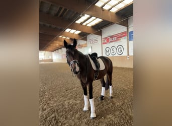 Austriaco, Castrone, 5 Anni, Baio scuro