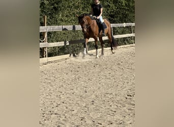 Austriaco, Castrone, 5 Anni