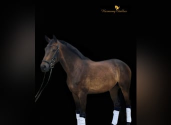 Austriaco, Castrone, 6 Anni, 165 cm, Baio scuro