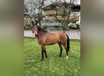 Austriaco, Castrone, 6 Anni, 170 cm, Baio