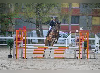 Austriaco, Castrone, 6 Anni, 176 cm, Baio