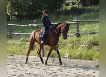 Austriaco, Castrone, 6 Anni, 178 cm, Baio
