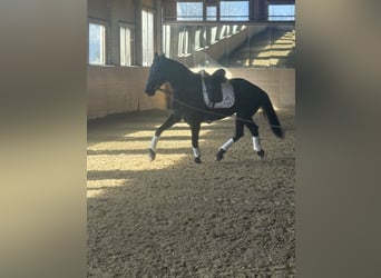 Austriaco, Castrone, 6 Anni, Morello