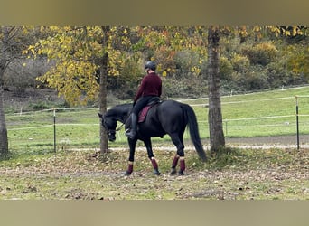 Austriaco, Castrone, 6 Anni, Morello