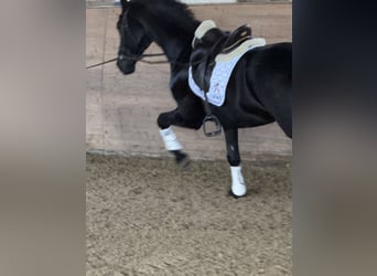 Austriaco, Castrone, 6 Anni, Morello