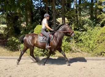 Austriaco, Castrone, 8 Anni, 163 cm, Morello