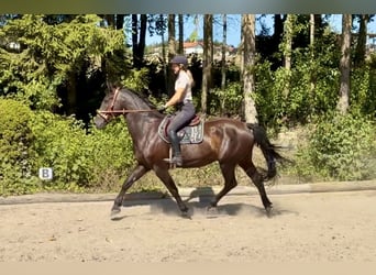 Austriaco, Castrone, 8 Anni, 163 cm, Morello