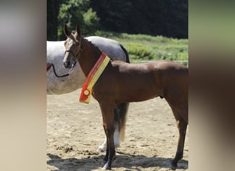 Austriaco, Castrone, 8 Anni, 168 cm, Baio