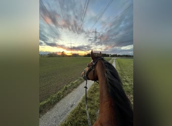 Austriaco, Castrone, 8 Anni, 168 cm, Baio