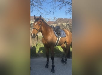 Austriaco, Castrone, 8 Anni, 168 cm, Baio