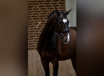 Austriaco, Castrone, 8 Anni, 169 cm, Baio