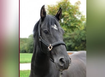 Austriaco, Castrone, 9 Anni, 143 cm, Morello