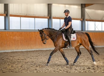 Austriaco, Castrone, 9 Anni, 167 cm, Baio