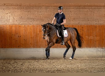 Austriaco, Castrone, 9 Anni, 167 cm, Baio