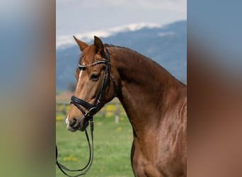 Austriaco, Giumenta, 10 Anni, 168 cm, Sauro