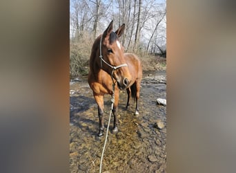 Austriaco, Giumenta, 10 Anni, 170 cm, Baio
