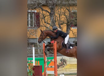 Austriaco, Giumenta, 10 Anni, 170 cm, Baio