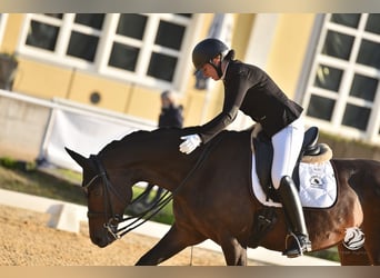 Austriaco, Giumenta, 10 Anni, Baio nero