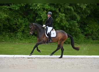 Austriaco, Giumenta, 10 Anni, Baio nero