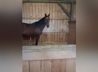 Austriaco, Giumenta, 11 Anni, 165 cm, Baio