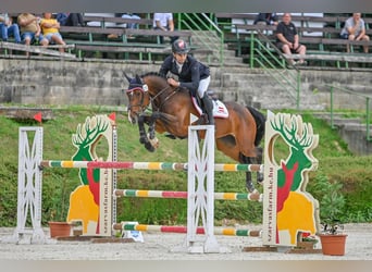 Austriaco, Giumenta, 11 Anni, 168 cm, Baio