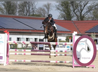 Austriaco, Giumenta, 11 Anni, 168 cm, Baio