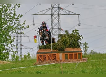 Austriaco, Giumenta, 11 Anni, 168 cm, Baio